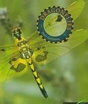 Dragonflies (Bugs!) - Picture 1 of 1
